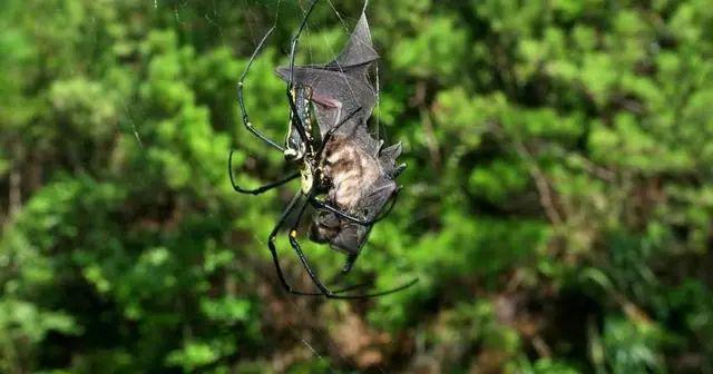 赛星小报社——《变形金刚:起源》2号特别篇20240928(图25) 赛星小报社——《变形金刚:起源》2号特别篇20240928(图25)